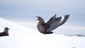 Brown skua with its wings extended