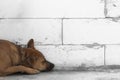 Brown sleeping dog with loft cement block wall background Royalty Free Stock Photo