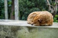 Brown Sleeping Dog Royalty Free Stock Photo