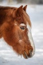 Brown sleeping horse in winter on meadow Royalty Free Stock Photo