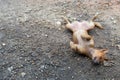 Brown sleeping tried dog in funny post on the grey soil rock background