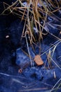 Brown slice of bread on the ice river in early winter for the winter fishing bait. There is some reed on a backgroung of