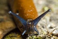 Brown slug with blue mustache