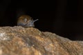 Brown slug crawling towards the camera