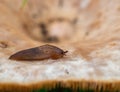 Brown slug eating on fungus macro, UK, visible mantle, pneumostome and tentacles.