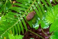 A Brown Slug on a Fern Leaf Close Up Royalty Free Stock Photo