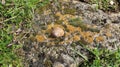 Brown slug shell on the rock