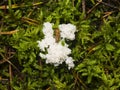 Brown slug on white slime mold in moss close-up, selective focus, shallow DOF Royalty Free Stock Photo