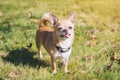 Brown small chihuahua dog with protruding tongue stands on a green meadow on a sunny day