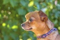 Brown small dog in nature Royalty Free Stock Photo