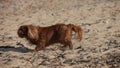 Brown small dog wallowing on beach in sand