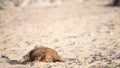 Brown small dog wallowing on beach in sand