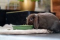 Brown, small dwarf rabbit dwarf ram, ram with floppy ears eats from a green bowl.