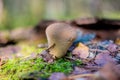 Brown small mushrooms growing in the forest Royalty Free Stock Photo