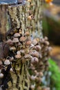 Brown small Mycena inclinata mushrooms on old stump in forest