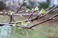 Brown small thin twig of apple tree with buds and budding green leaves close view