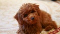 Brown small toy poodle on carpet close-up epitome of cuteness charm Brown little toy poodle fluffy bundle of joy pet