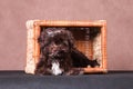 Brown smart puppy sitting inside a basket