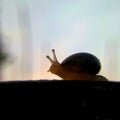 A lonely snail