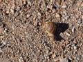 Snail walking on a sandy path, lerida, spain, europe