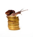 Brown snail climb up to the top of the gold coins