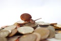 Brown snail climb up to the top of the gold coins