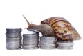 Brown snail climbing the pile of coins