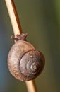 Brown Snail Climbing Stick.