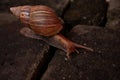 brown snail on a colored stone it has two antennae on its head