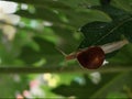 Brown Snail Crawling on Green Leaf in Natural Environment Royalty Free Stock Photo