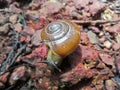 Brown Snail in forest Royalty Free Stock Photo
