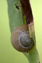 Brown snail gastropoda phyla minori