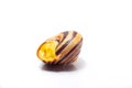 Brown snail isolated on a white background Royalty Free Stock Photo
