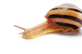 Brown snail isolated on a white background Royalty Free Stock Photo