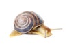 Brown snail