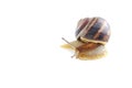 Brown snail