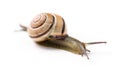 Brown snail on isolated white background Royalty Free Stock Photo