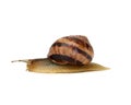 Brown snail isolated on white background Royalty Free Stock Photo