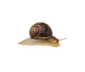 Brown snail isolated on white background Royalty Free Stock Photo