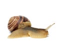 Brown snail isolated on white background, side view of clam Royalty Free Stock Photo