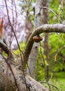 Brown snail in its shell gliding along the tree branch. Selective shallow focus on the main subject. The Yew and Boxwood Grove