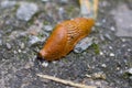 Brown snail, land snail, terrestrial pulmonate gastropod molluscs. Royalty Free Stock Photo