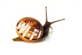 Brown snail and lettering - wireless network wi-fi symbol