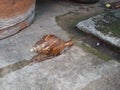 brown snail moving on wet concrete floor Royalty Free Stock Photo