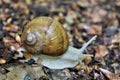 A large brown land snail on the path in the forest