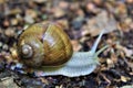 A brown large land snail on the path in the forest