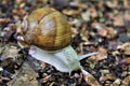 A large brown land snail on the path in the forest