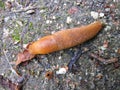 Brown snail without shell on ground, Lithuania Royalty Free Stock Photo