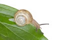 brown snail sitting on green leaf isolated on white