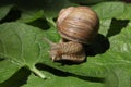 Snail Royalty Free Stock Photo